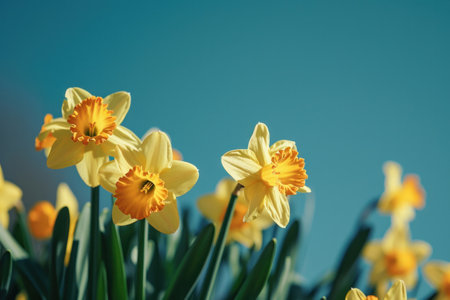 Beautiful Landscape of Yellow Daffodils Blooming in a Field Against a Clear Blue Sky Backdropの素材