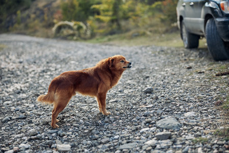 An adventurous dog exploring the open road next to vehicles in a rural setting near a bustling truck stopの写真素材