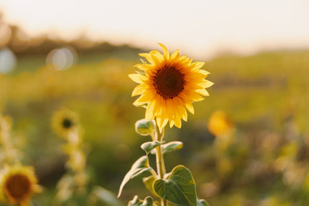Sunflower field with bright sunlight, nature beauty and serenity in the countryside landscapeの写真素材