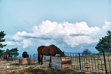 A Peaceful Horse Grazing in a Wooden Box on a Grassy Field under a Clear Blue Skyの写真素材