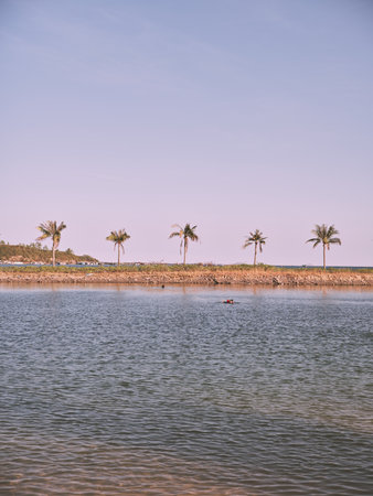 Tropical Paradise Palm Trees and Reflections in Crystal Clear Waters under Blue Skiesの写真素材