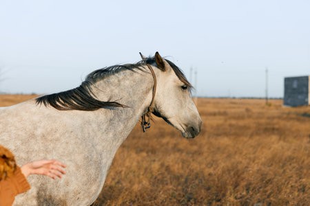 Woman in an open field petting a majestic white horse under the bright midday sunの写真素材