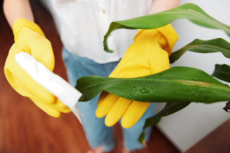 Woman in yellow gloves cleaning plant with sponge and mop in front of green potted plant
