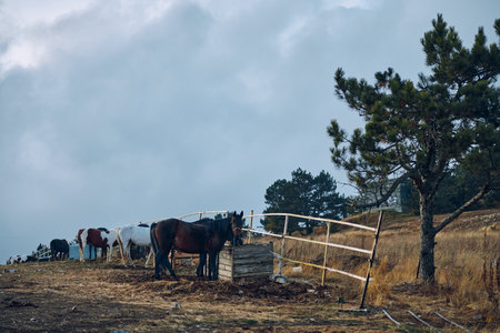 Peaceful Horses in a Serene Pasture with Majestic Tree in the Background Tranquil Rural Sceneの写真素材