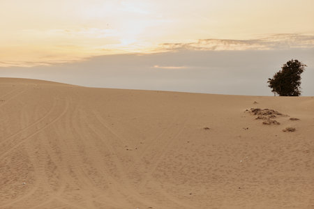 Solitary Tree Standing Tall in the Heart of the Desert Sand Dunes, Embracing Solitude and Serenityの写真素材