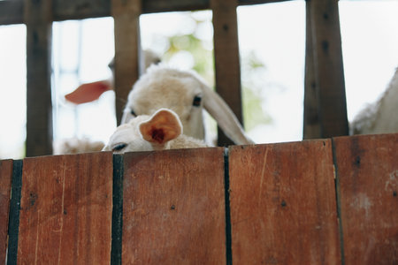 Sheep peeking out from behind a wooden fence in a pen with trees in the backgroundの写真素材