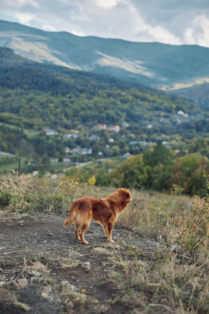 Majestic dog overlooking scenic valley and distant mountains on top of a hill during a peaceful travel adventureの写真素材