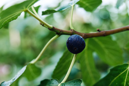Fresh ripe fig hanging on tree branch with lush green leaves in backgroundの写真素材