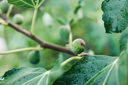 Lush fig tree with vibrant green leaves and ripening fruit on the branchの写真素材