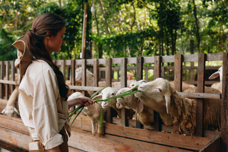 A woman holding a green leaf to feed to a flock of sheep in a penの写真素材