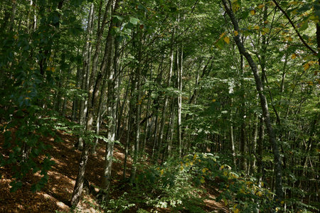 Lush Green Forest Filled with Fallen Leaves and Vibrant Foliage in Natures Beauty and Serenity