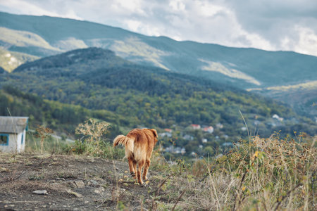 A dog enjoying a scenic walk on a dirt road with a backdrop of mountains and a quaint houseの写真素材