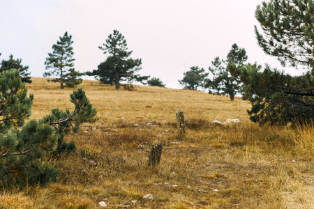 Idyllic countryside landscape with grassy hill, tall treesの写真素材