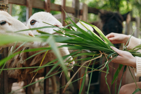 A woman is feeding grass to two sheep in a fenced in area with a fence in the backgroundの写真素材