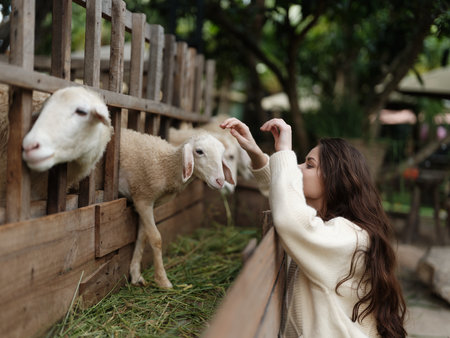 A woman petting a sheep in a pen with a fence in front of itの写真素材
