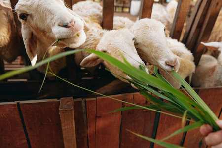 Sheep eating grass from a persons hand in front of a wooden fence in a penの写真素材
