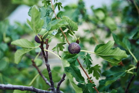 Lush fig tree with ripe fruit and green leaves in front of charming cottage