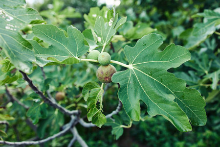 Lush fig tree with ripe fruit and vibrant green leaves in a peaceful garden setting