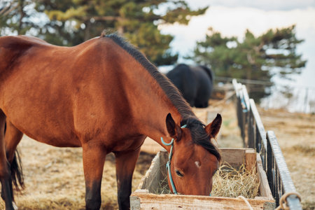 Gorgeous Horse Enjoying Fresh Hay in Enclosed Feeding Area with Rustic Fence Backgroundの写真素材
