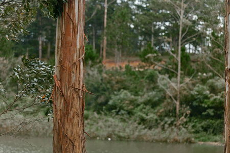 Tranquil lakeside scene with tall trees reflecting nature s beauty, as greenery embraces serenity and calm during a peaceful day outdoorsの写真素材