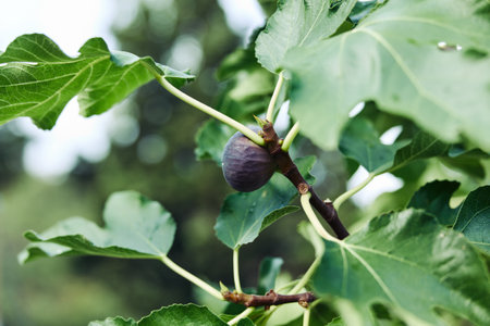 ripe fig hanging from lush green fig tree branch in a vibrant natural settingの写真素材