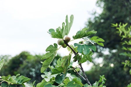 Lush fig tree with vibrant green leaves and ripe fruit hanging on branchの写真素材