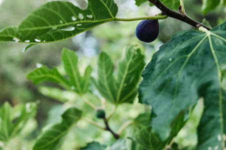 fresh fig on tree branch with vibrant green leaves and glistening water dropletsの写真素材