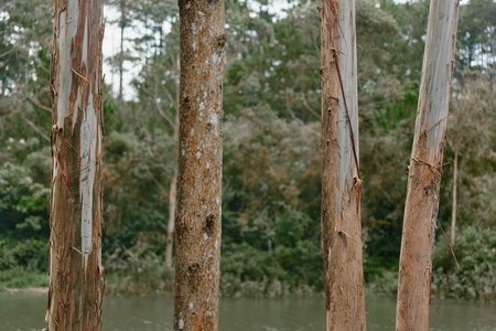Tranquil landscape with tall trees by the river, showcasing nature s beauty and calmness through...
