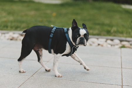 Confident businesswoman in a modern office setting, dressed smartly, showcasing leadership and professionalism with a bright, contemporary background.の写真素材