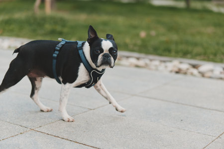 Boston terrier dog walking on paved urban sidewalk with harness outdoor lifestyle pet animalの写真素材