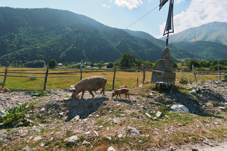 A rural scene shows pigs grazing near a weathered fence and stone marker, with green pastures,...