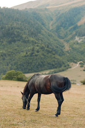 A black horse grazes in a wide meadow beneath rolling hills and a clear sky, creating a tranquil...