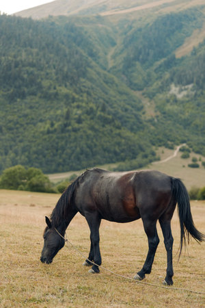 A solitary horse grazes in a grassy meadow with rolling hills and forested slopes in the distance,...
