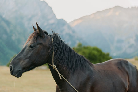 A calm dark horse stands in a sunlit field with distant mountains behind it. The animal wears a...