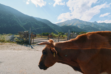 A curious brown cow stands near a rustic wooden fence on a sunny day, with distant mountains and a blue sky creating a peaceful rural scene.の写真素材