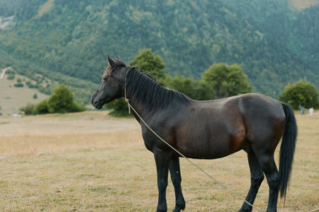 A dark horse stands in a grassy field with distant mountains in the background, wearing a simple rope halter, calm and alert, conveying a tranquil rural mood during morning light.の写真素材