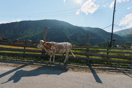 A calm cow stands beside a wooden fence along a sunny road in a rural landscape. The distant mountains under a bright sky create a peaceful, pastoral scene.の写真素材