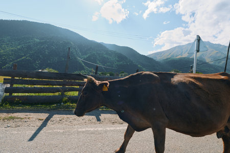 A lone cow walks along a rural road beside a wooden fence, with hills and a bright sky forming a calm pastoral scene, inviting quiet reflection and appreciation of nature.の写真素材