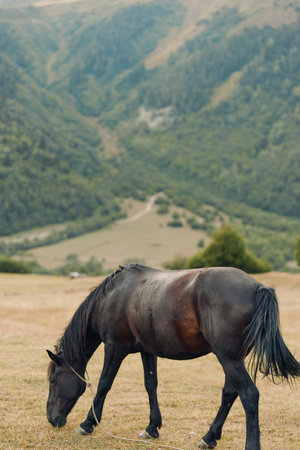 A solitary horse grazes in a sunlit pasture, with rolling hills and distant mountains forming a tranquil landscape that conveys calm, nature, and rural charm.の写真素材