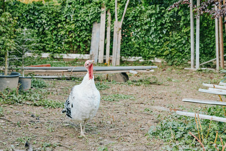 White turkey domestic turkey adult bird standing curious in a backyard garden of a rustic farm, walking near an ivy fence and shed in soft daylight, calm atmosphere for lifestyle farm imagery.の写真素材