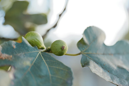 fig fig tree green fig leaves closeup unripe fruit natural light branch: Close-up of unripe green figs on a fig tree branch with textured leaves and soft morning light in a home garden, botanical useの写真素材