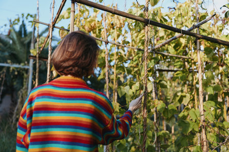 Young adult woman in a rainbow striped sweater stands in a backyard garden by a wooden trellis, gently touching climbing vines with a thoughtful, peaceful expression for lifestyle.の写真素材
