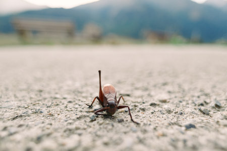 Insect cricket grasshopper closeup on rough pavement outdoors in nature, macro low-angle shot with shallow depth of field and blurred mountain background, earthy tones.の写真素材
