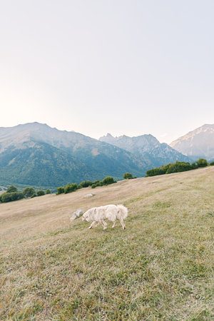 Meadow mountains field countryside pasture nature showcase a serene alpine landscape, two white...
