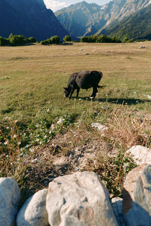 Sheep grazing meadow mountains valley rocks in a sunlit pasture, black sheep feeding on wild grass near alpine slopes under clear sky for rural landscape and nature scene.の写真素材