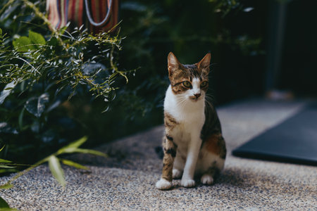 Young adult white and tabby cat sitting on urban patio among potted plants, curious and calm...