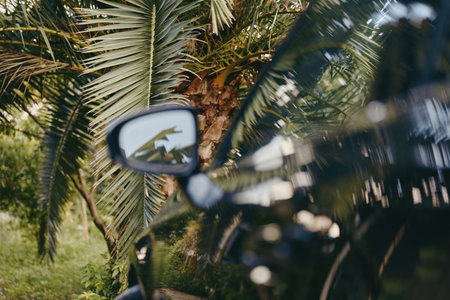 Car side mirror closeup showing palm reflection on glossy black car paint in a tropical outdoor setting, lifestyle travel composition with natural light, parked leisure and bokeh background.の写真素材