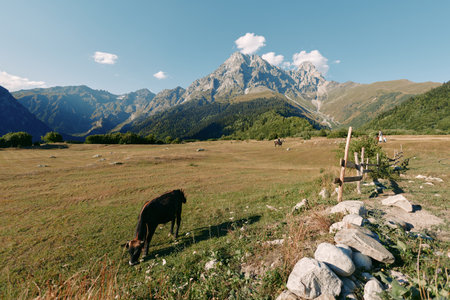 Mountain meadow with grazing livestock in a wide valley, rustic fence and stone wall in foreground, alpine peaks under blue sky and scattered clouds for rural landscape scenery.の写真素材