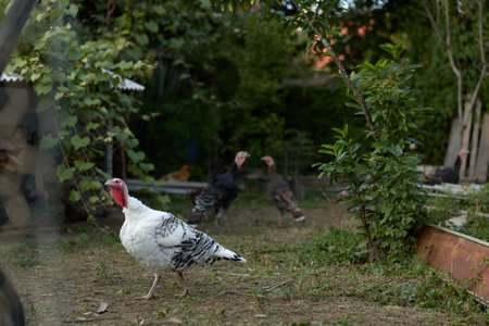 turkey, domestic turkey, male turkey, farm bird, backyard, foraging: Adult male white turkey (tom)...