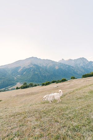 Dog landscape mountain meadow grass nature outdoor field pet countryside scene with a white fluffy dog walking on a grassy hillside against distant mountains under pale sky.の写真素材